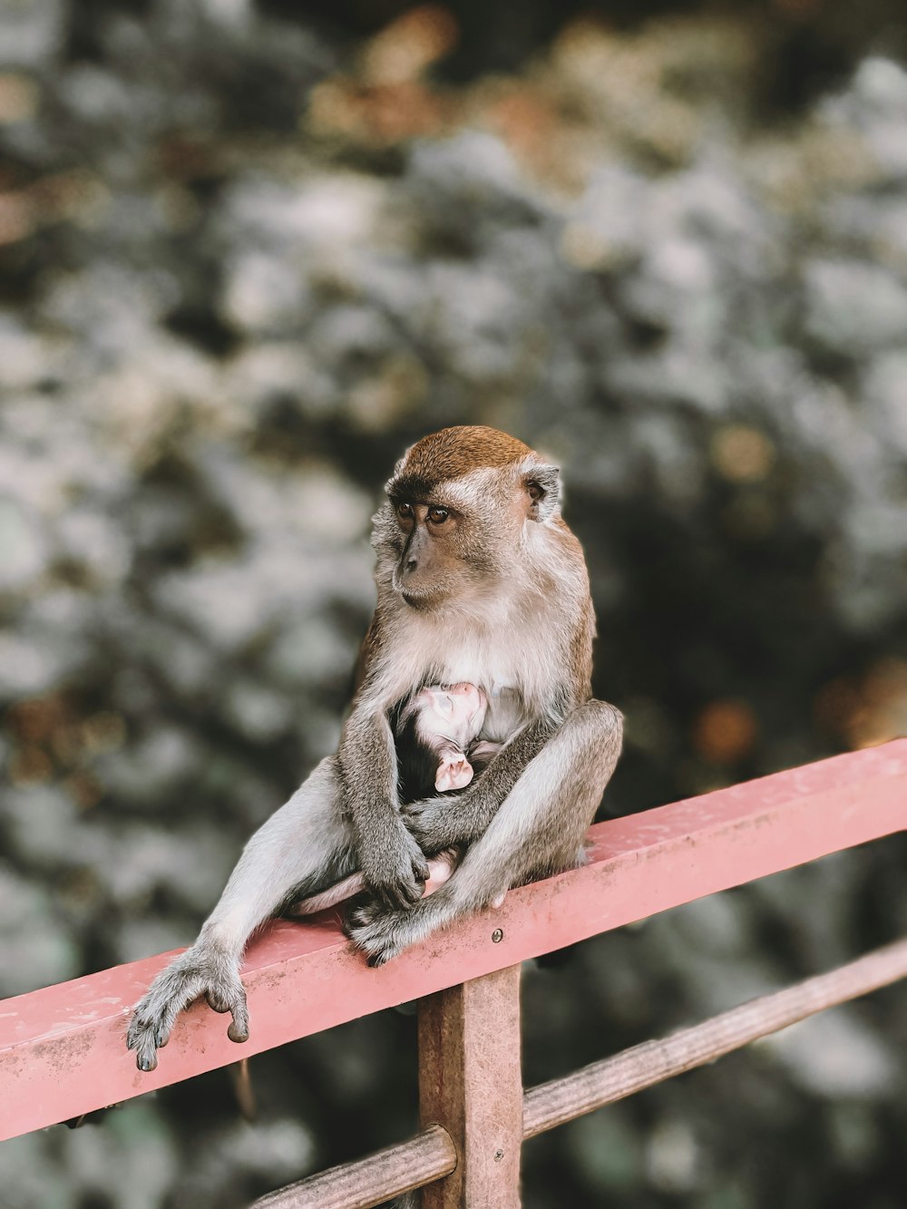 monkey sitting on frame