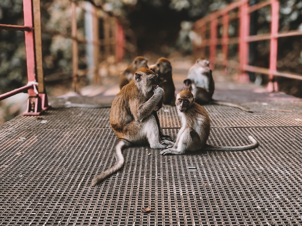monkeys on bridge