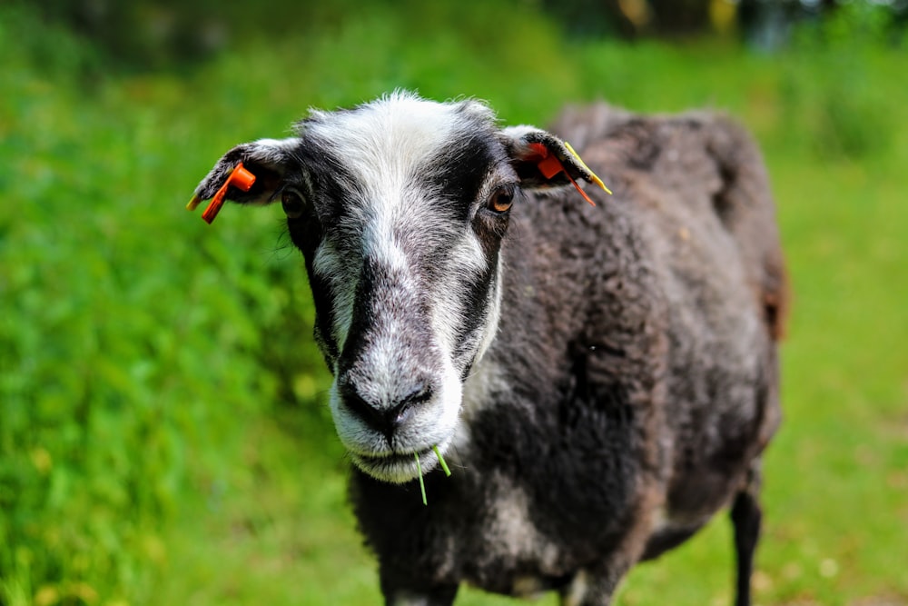 black and white goat