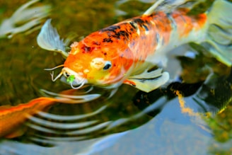 happy orange koi fish