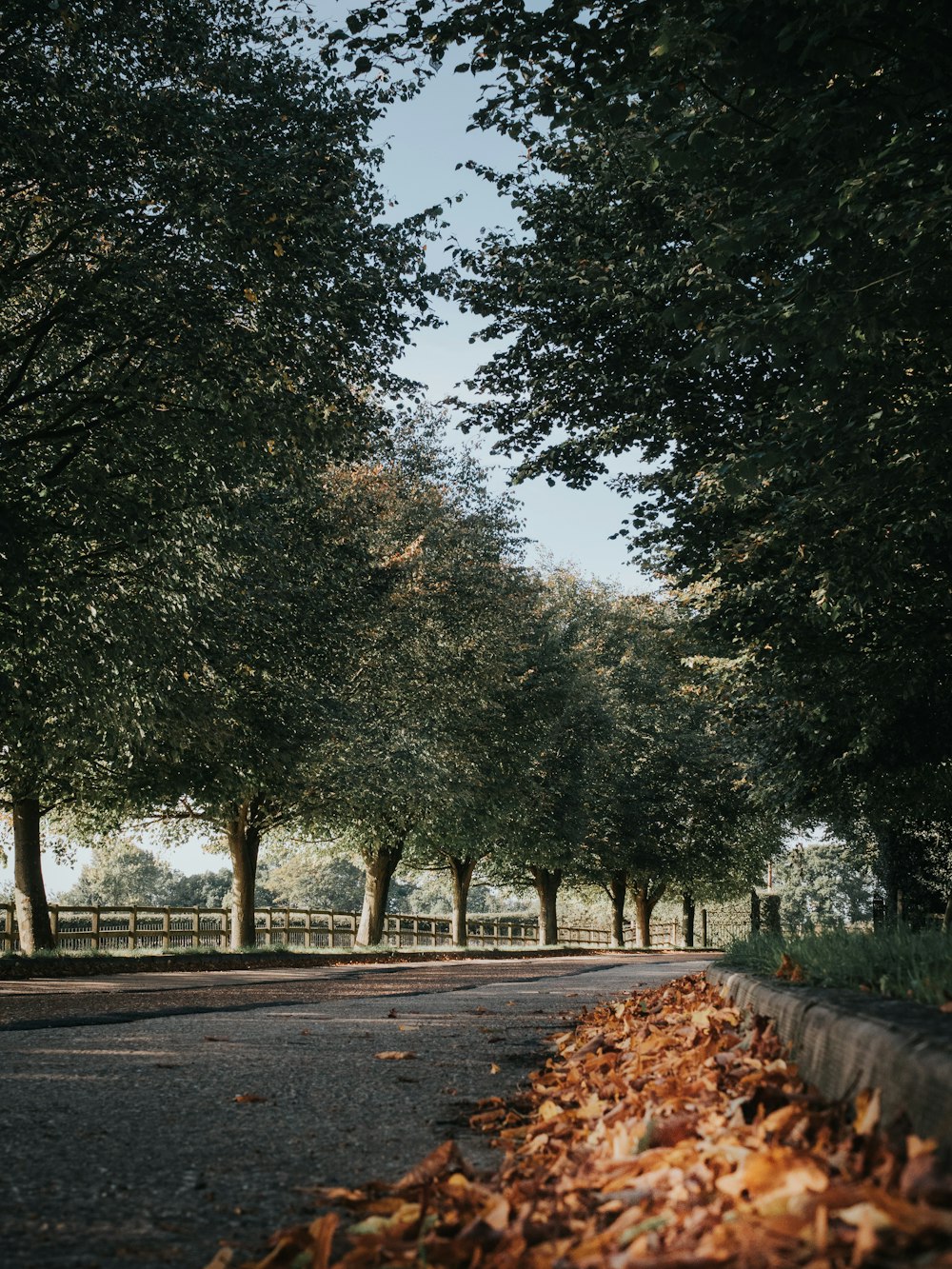 brown leaves beside ground