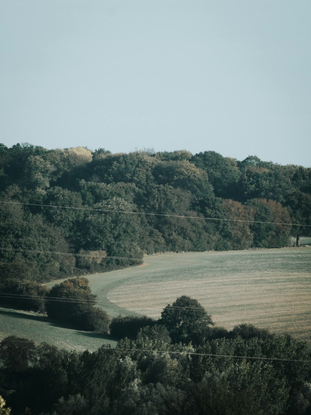 green-leafed trees