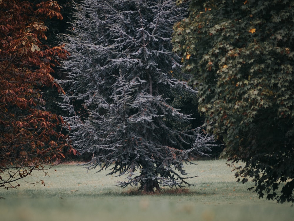 gray bare tree