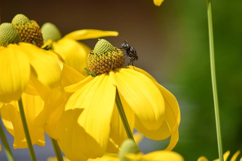 black house fly on yellow flowers in close-up photo