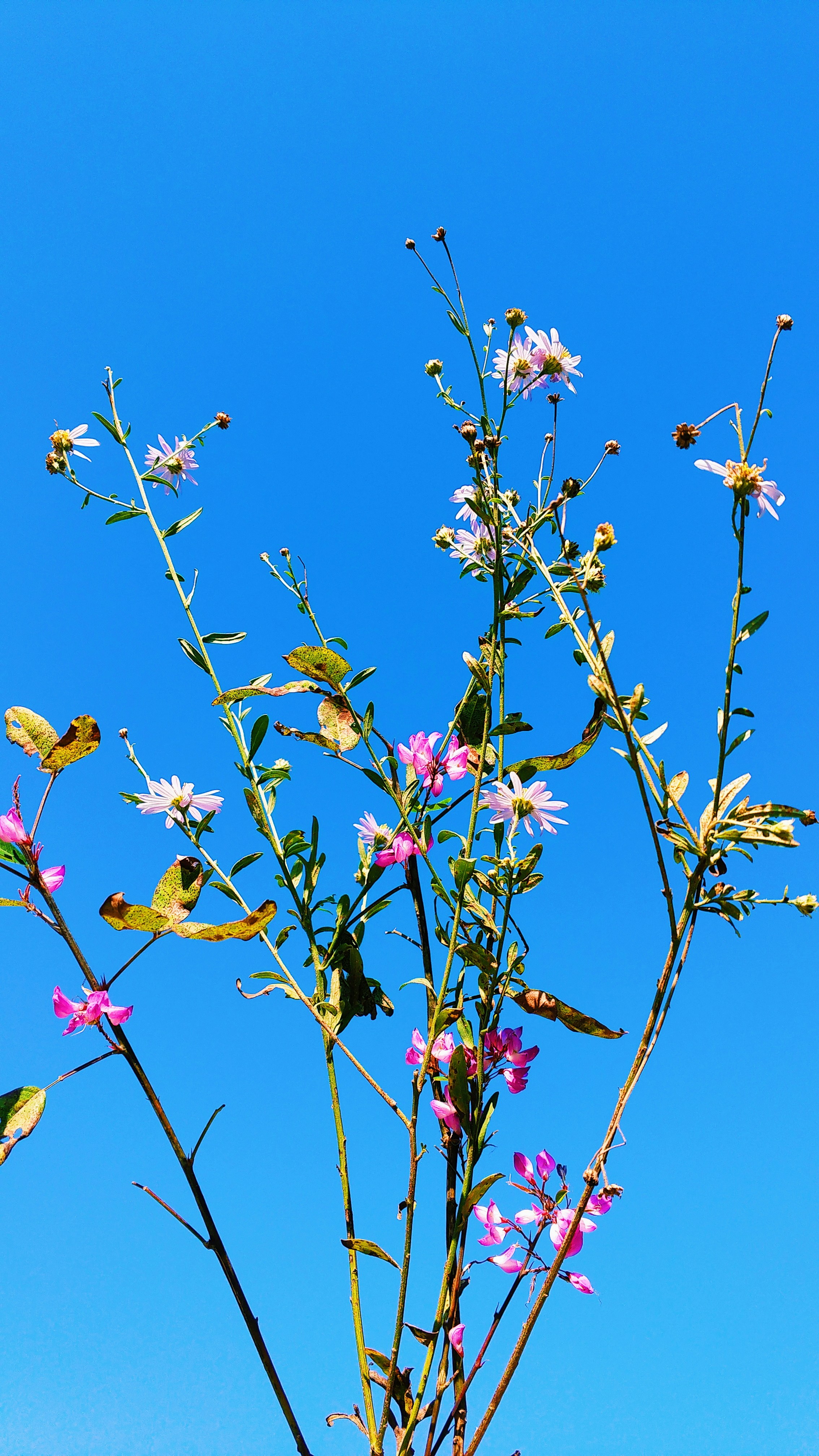 pink and yellow flowers