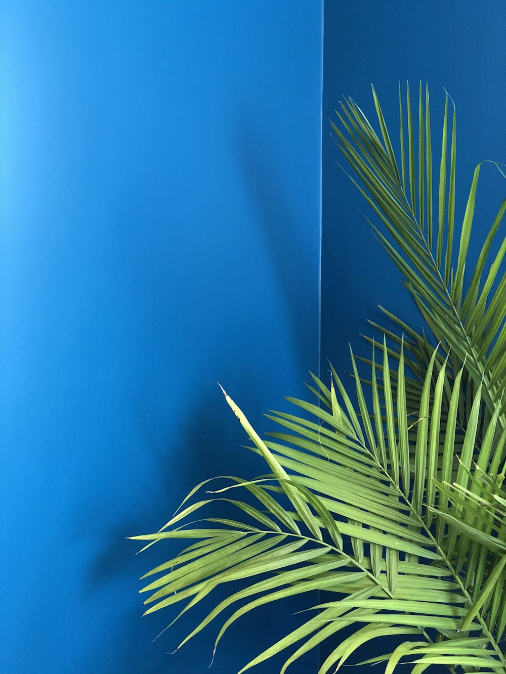 green palm plant near blue wall