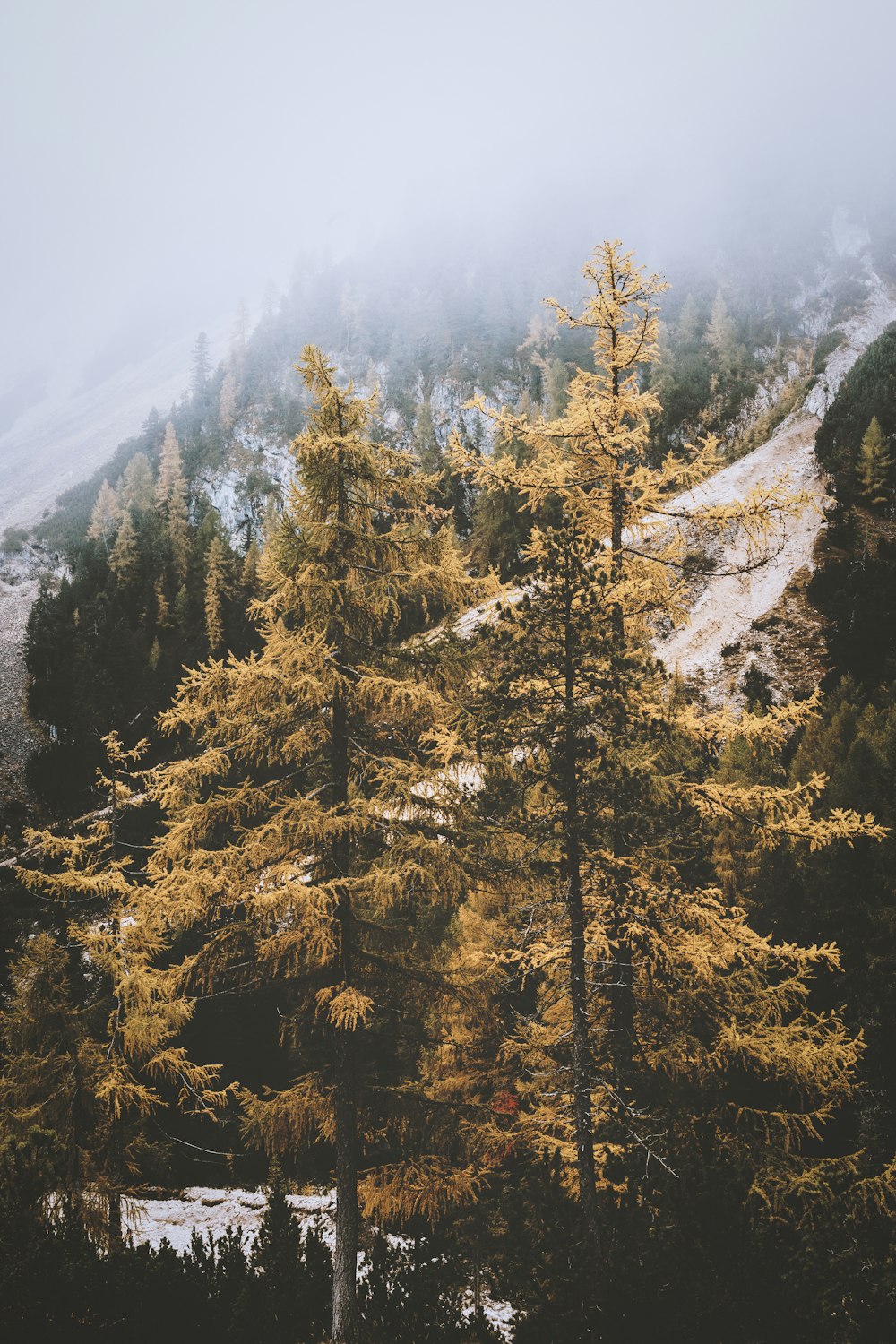 yellow pine trees