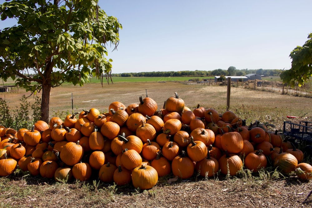 calabaza naranja