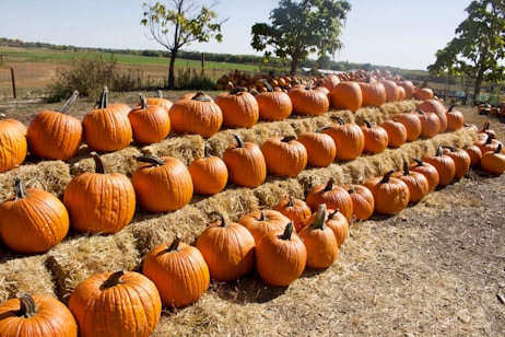 A field filled with rows of large, orange pumpkins carefully arranged on top of rectangular hay bales. The pumpkins vary in size and are surrounded by a rural landscape featuring trees and expansive open fields under a clear blue sky.
