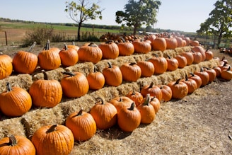 A field filled with rows of large, orange pumpkins carefully arranged on top of rectangular hay bales. The pumpkins vary in size and are surrounded by a rural landscape featuring trees and expansive open fields under a clear blue sky.