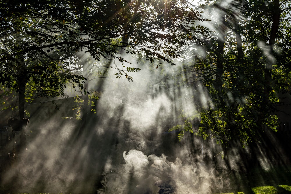 foggy forest scenery