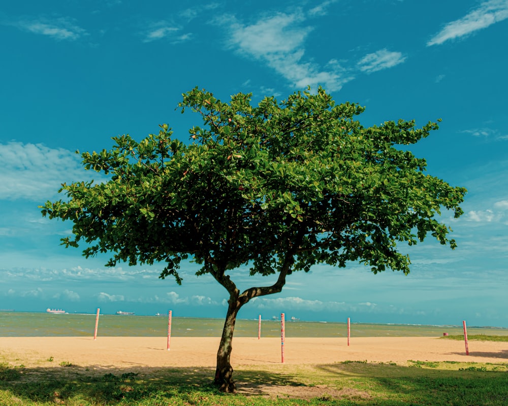 green and black tree under blue sky at daytime