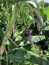 A banana plant with large green leaves is displaying a cluster of unripe green bananas and two banana flowers hanging from its stem. The surrounding area is lush with dense green foliage and other banana plants.