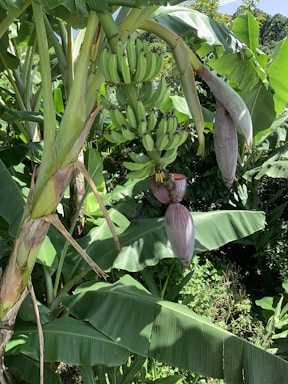 A banana plant with large green leaves is displaying a cluster of unripe green bananas and two banana flowers hanging from its stem. The surrounding area is lush with dense green foliage and other banana plants.