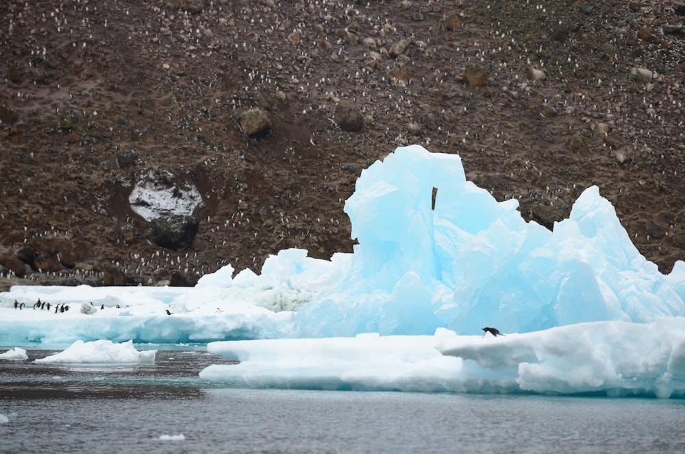 blue ice and penguin