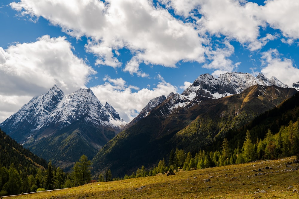 green trees and mountain