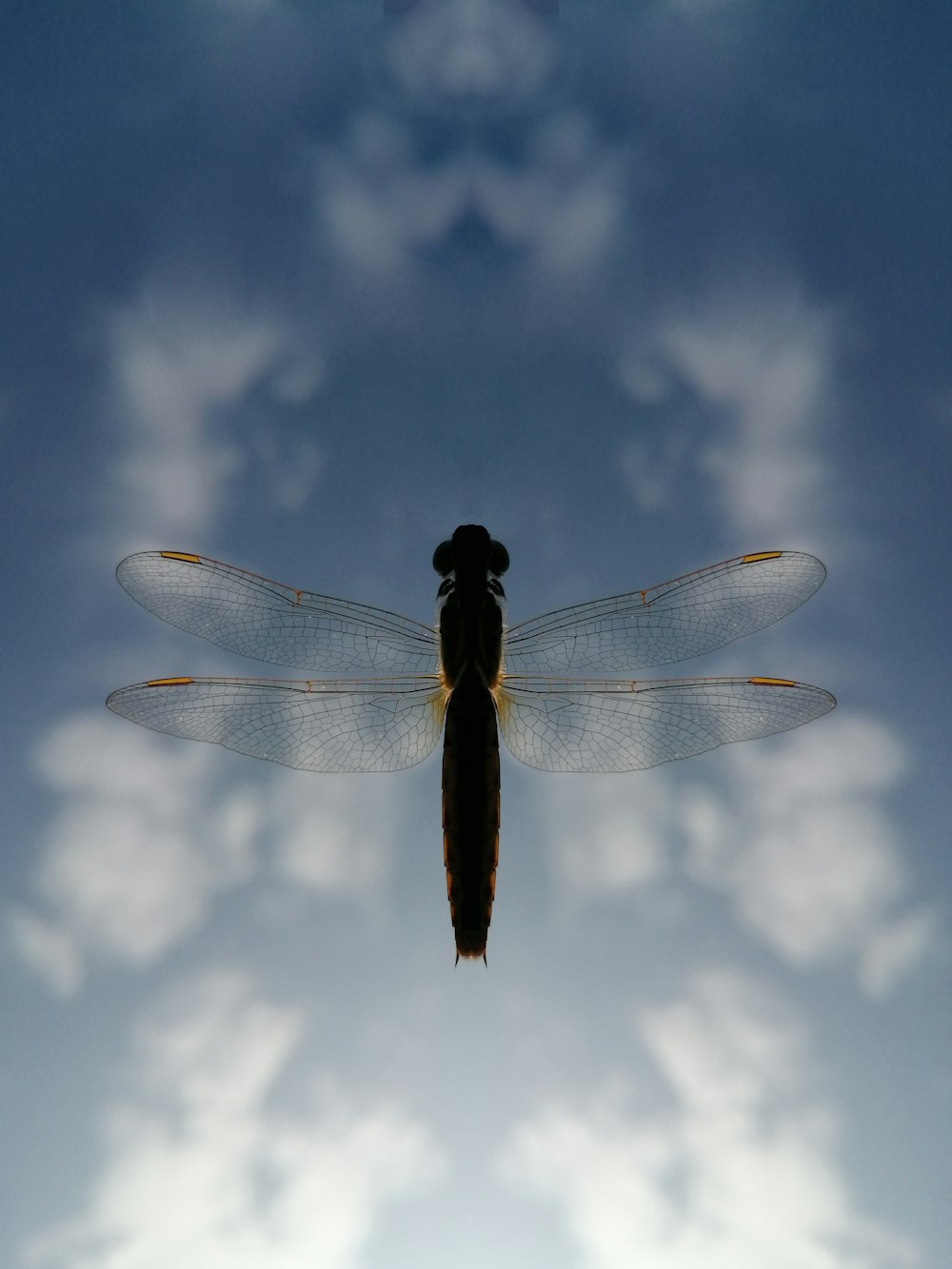 dragonfly midair