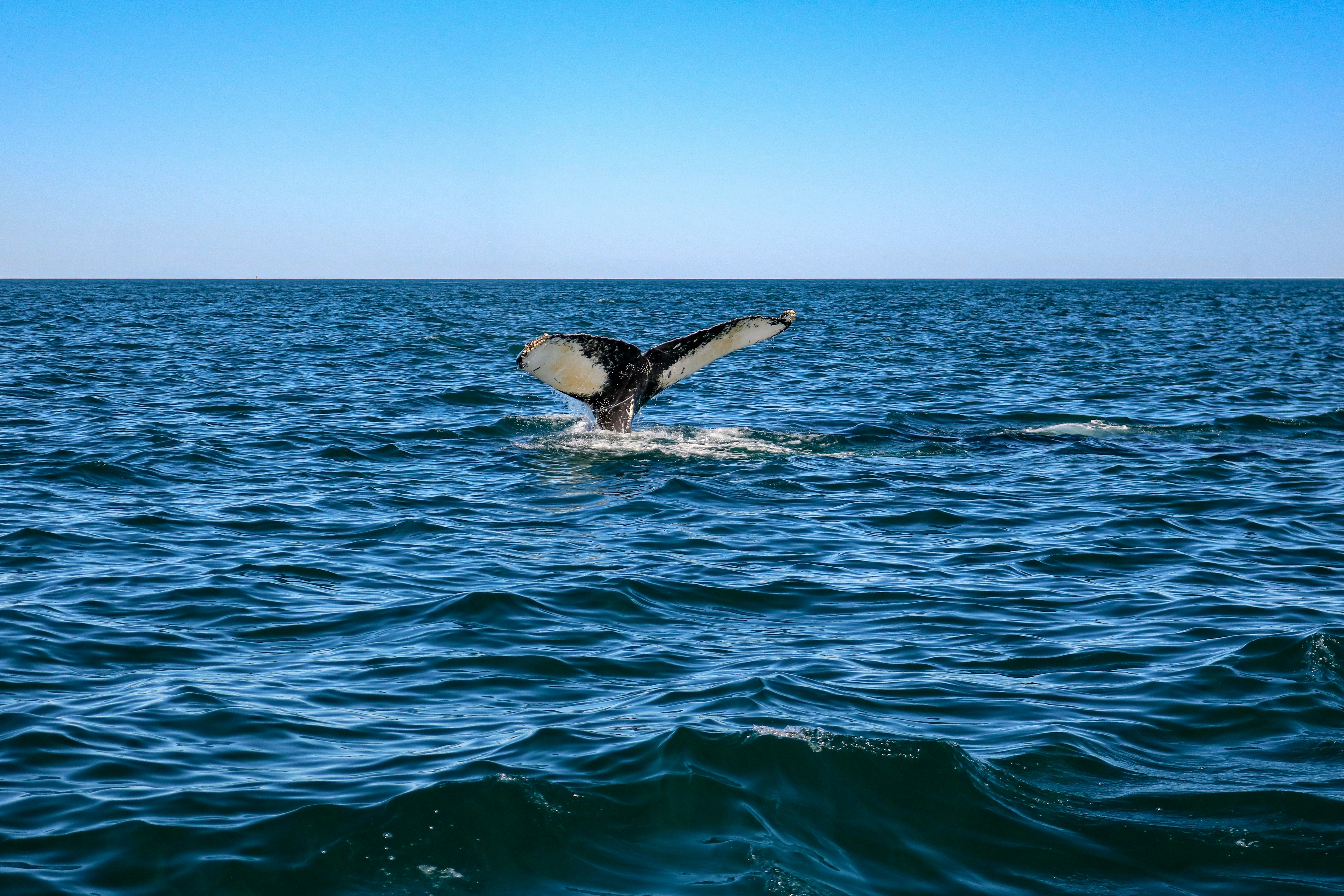 silhouette of flying bird, Nova Scotia whale watching off of Brier Island