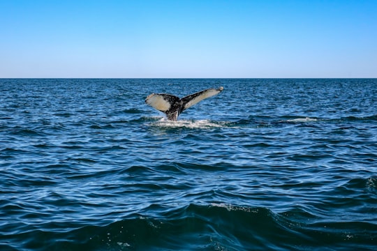silhouette of flying bird in Nova Scotia Canada