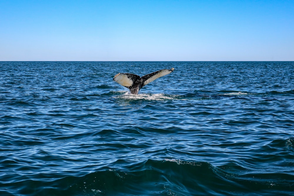 silhouette of flying bird