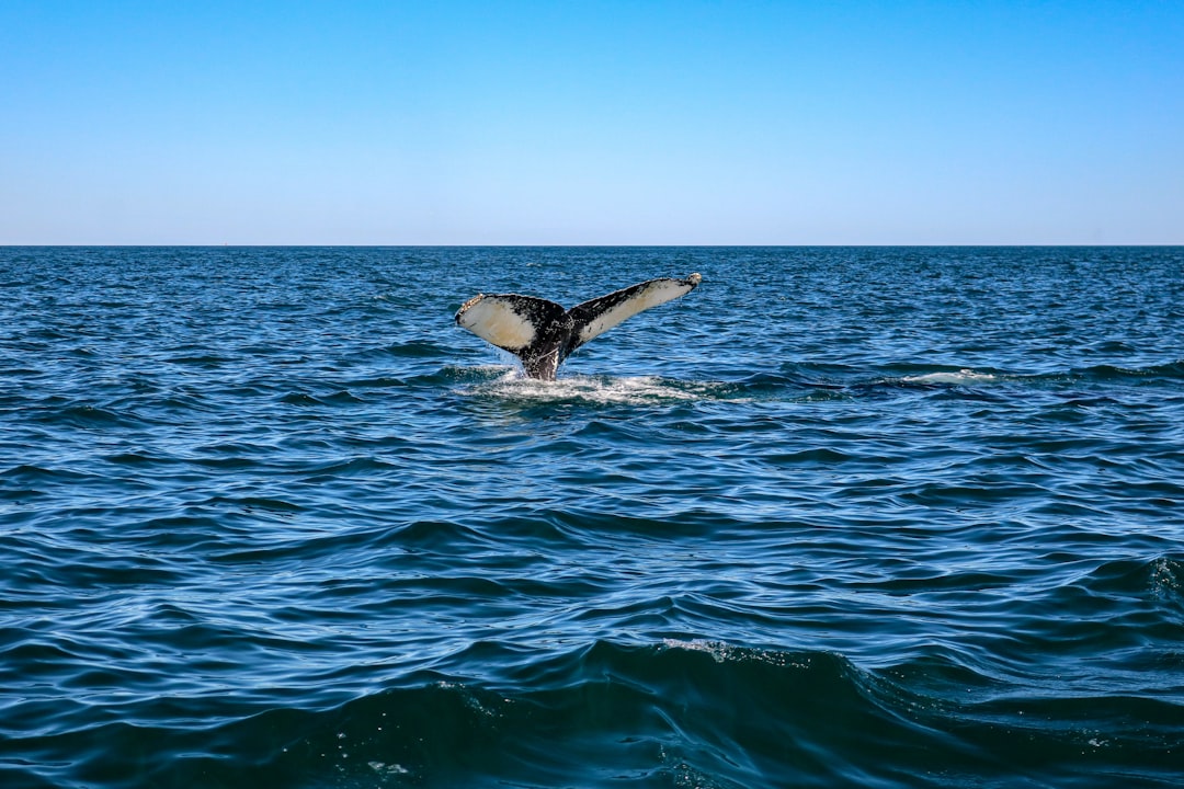 silhouette of flying bird, Nova Scotia whale watching off of Brier Island