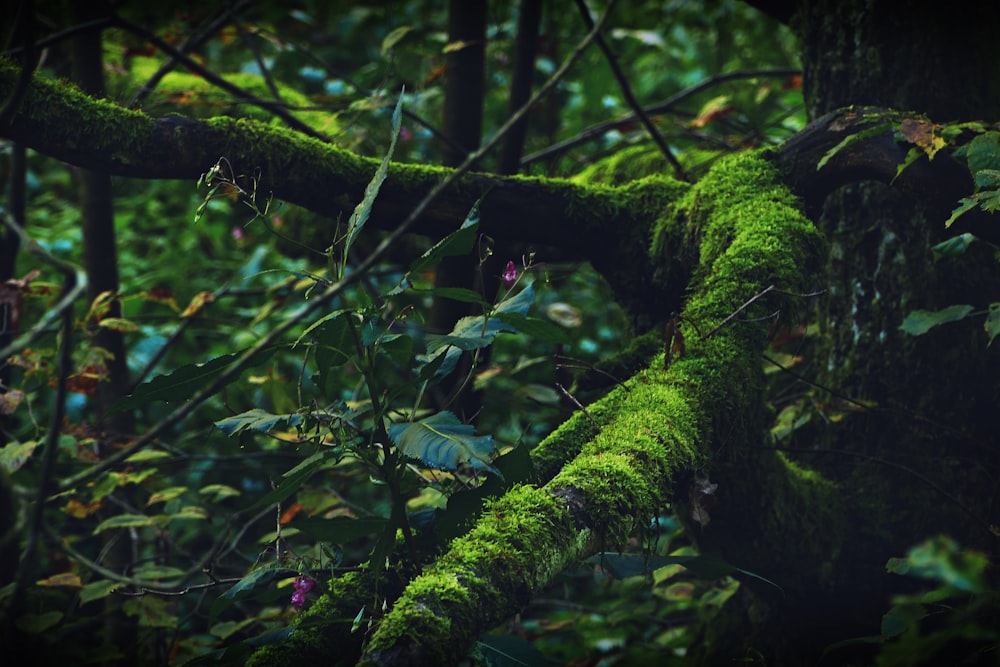 green-leafed plants