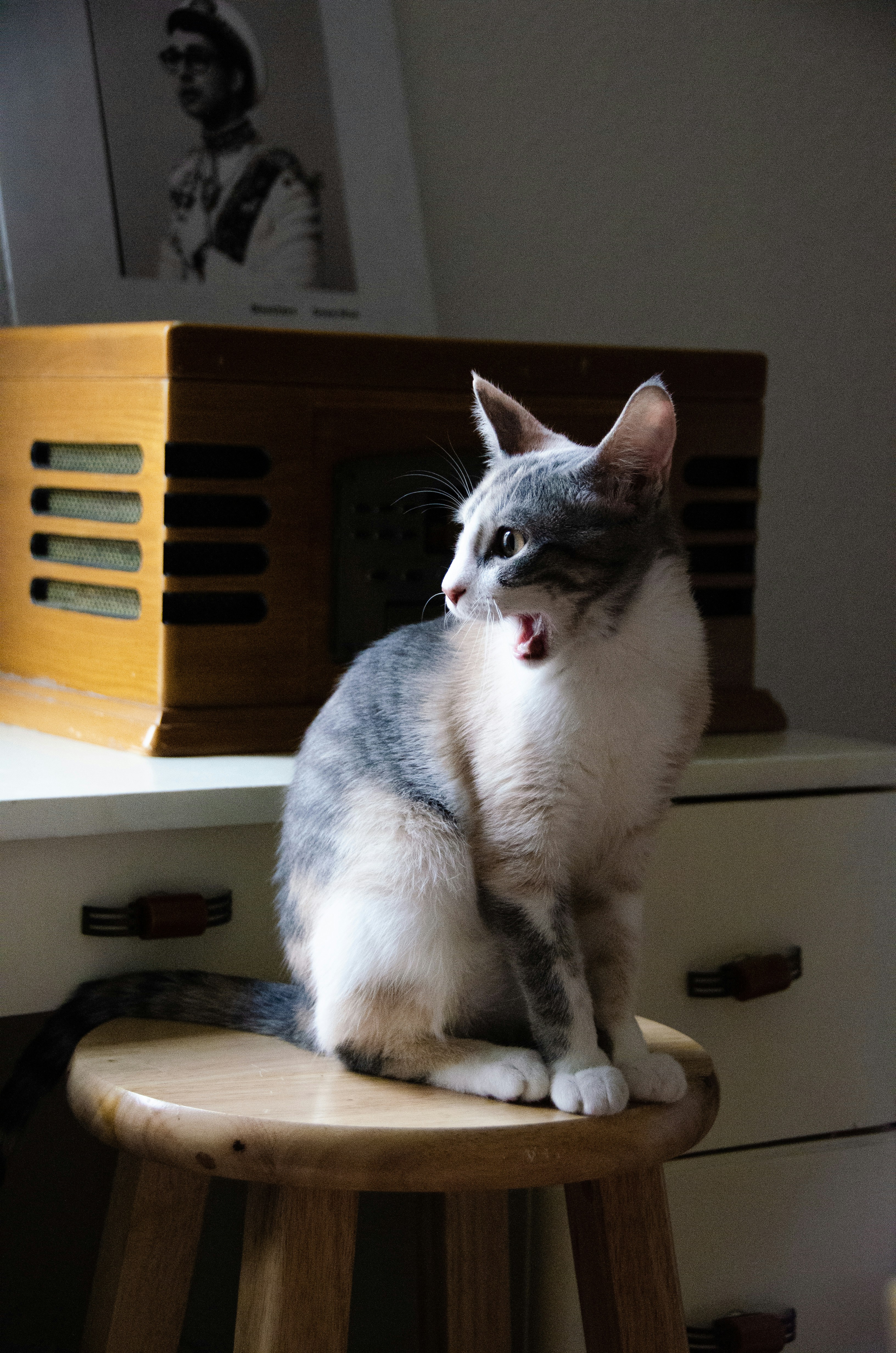 Cat Has Black Stool - Stools Item