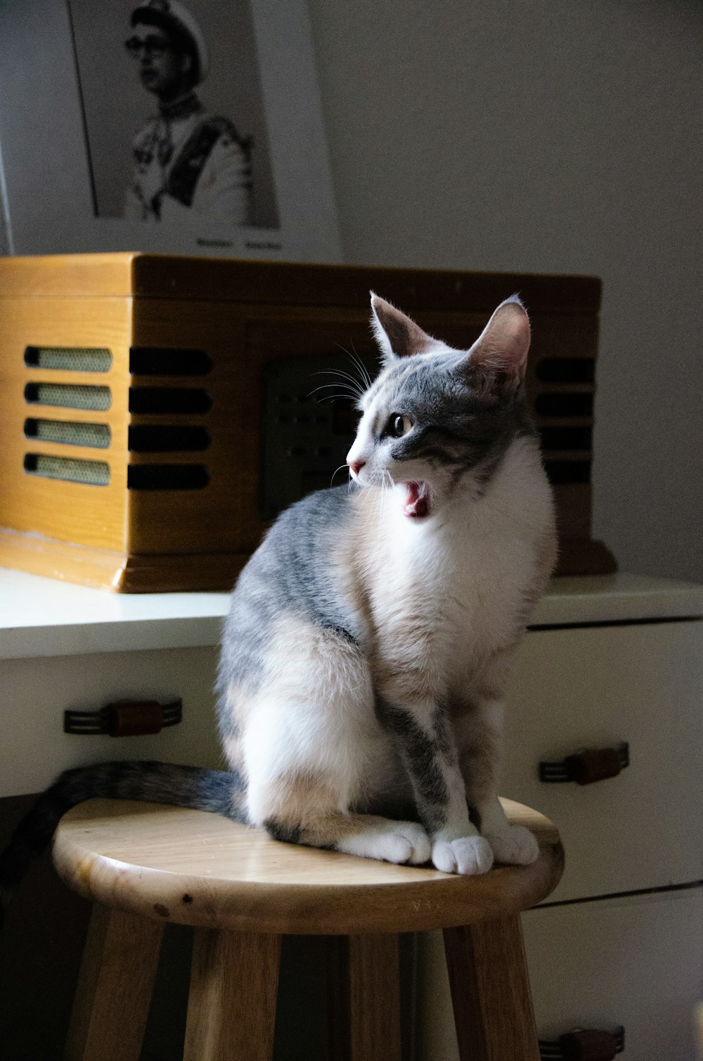 Cat Has Black Stool - Stools Item