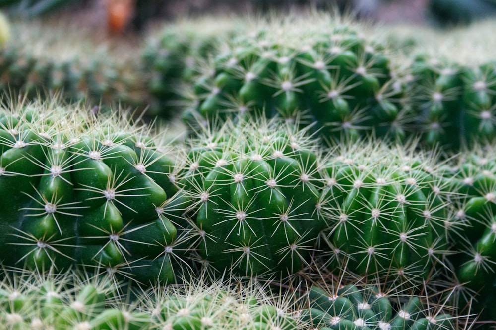 green cactus plant close-up photography
