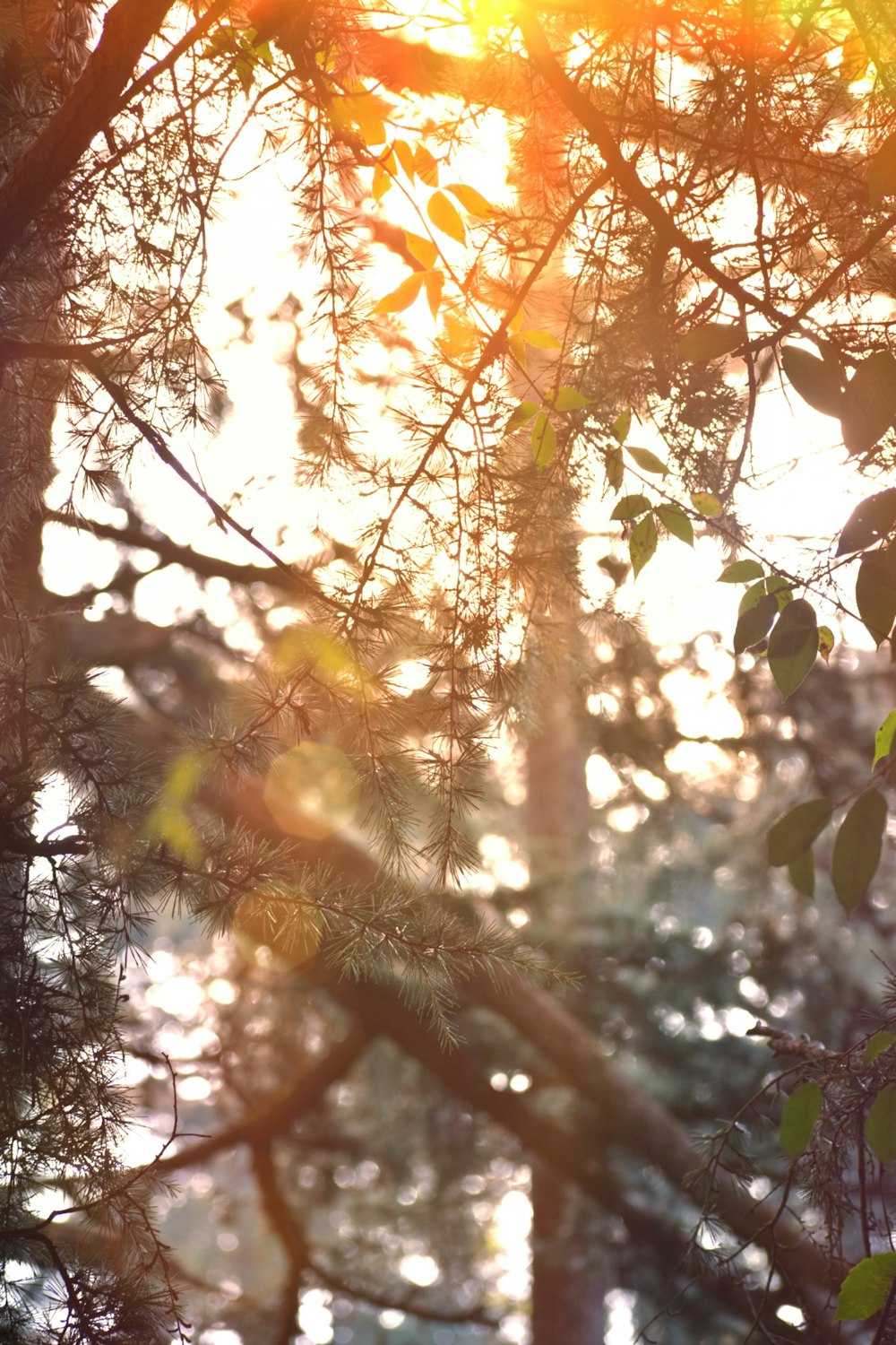 the sun shines through the branches of a tree