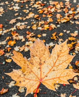 A close-up of a maple leaf in vibrant autumn colors resting on a wooden boardwalk.