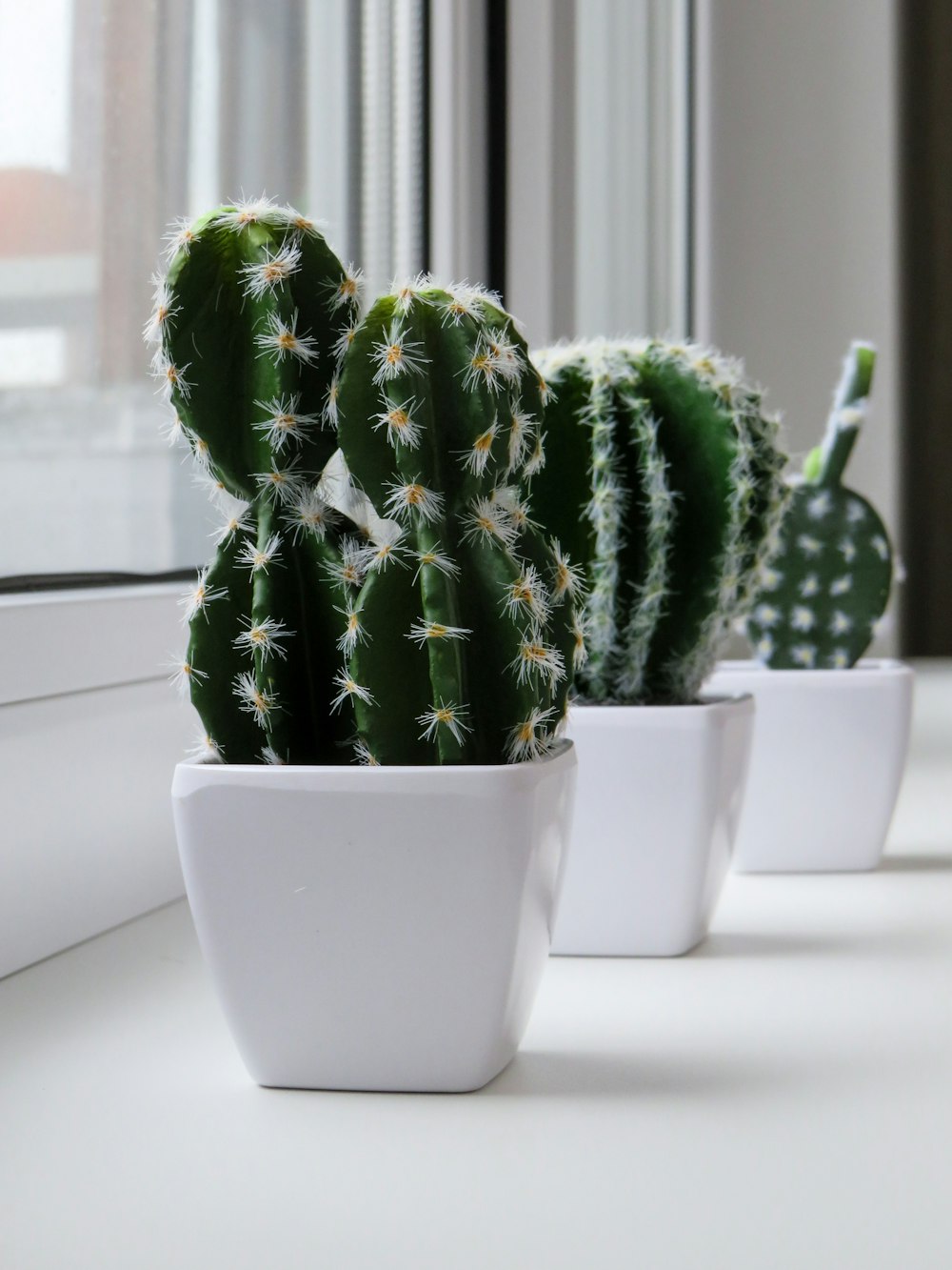 three potted green cactus plants