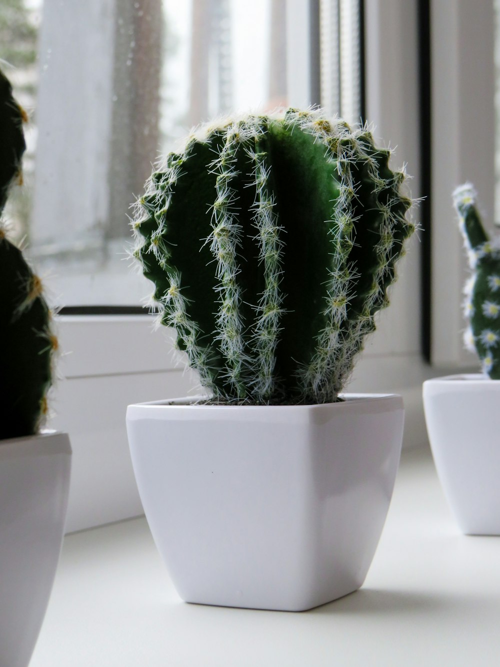 photo of green cactus on white ceramic pot