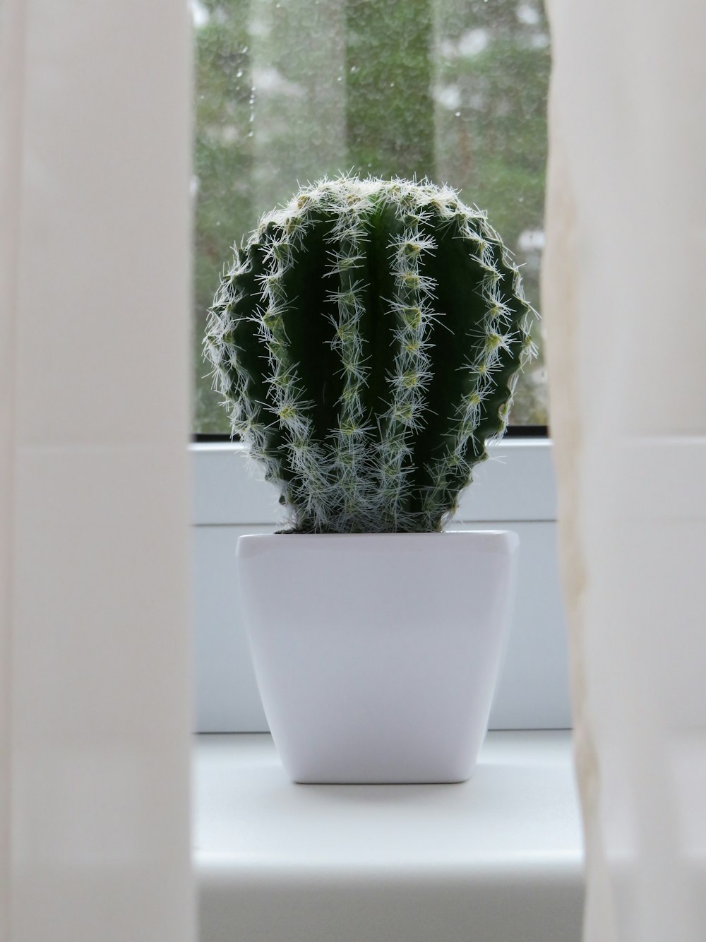 green cactus plant on white ceramic plant pot