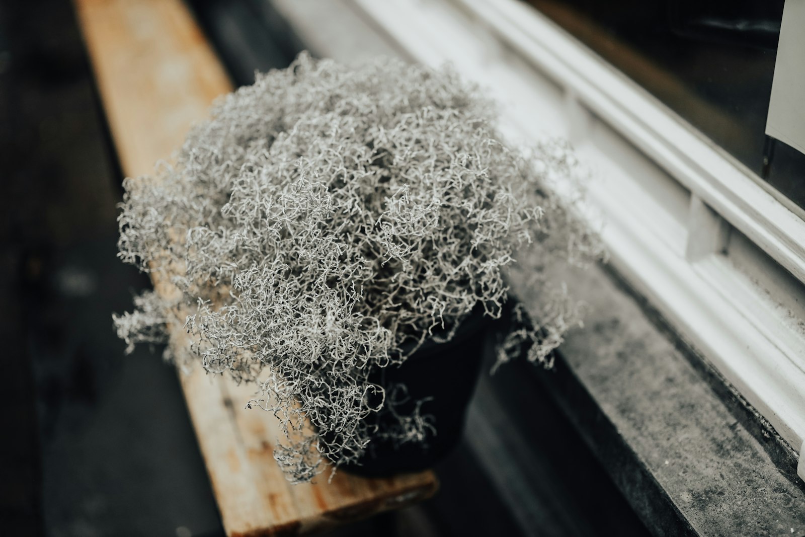 Canon EOS R + Canon RF 50mm F1.2L USM sample photo. White plant in pot photography