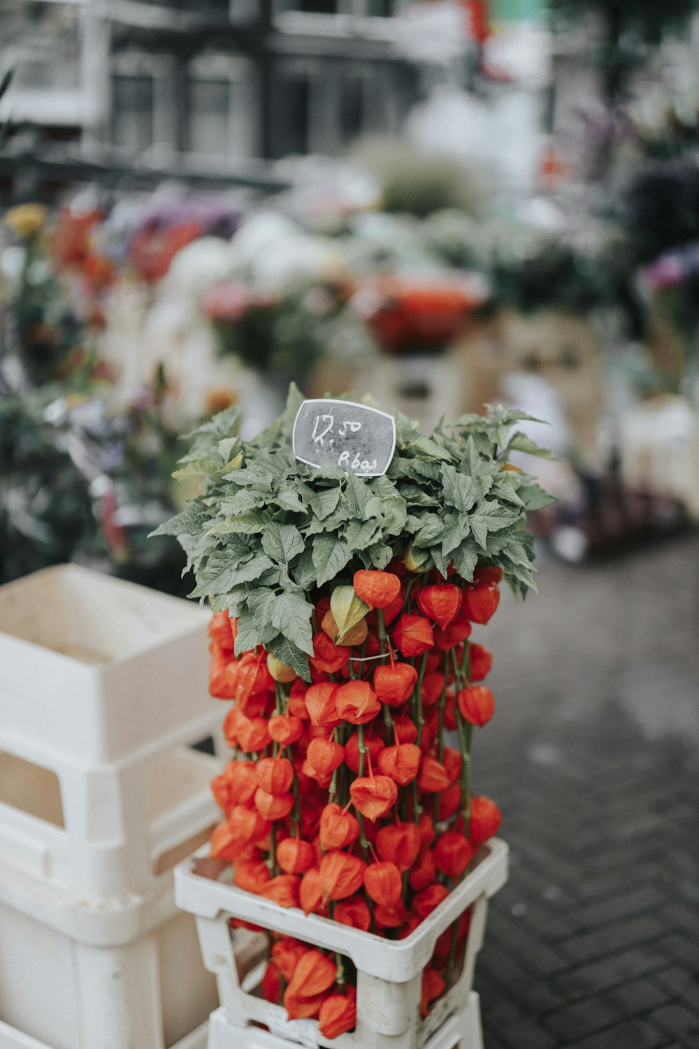 flores de pétalos rojos