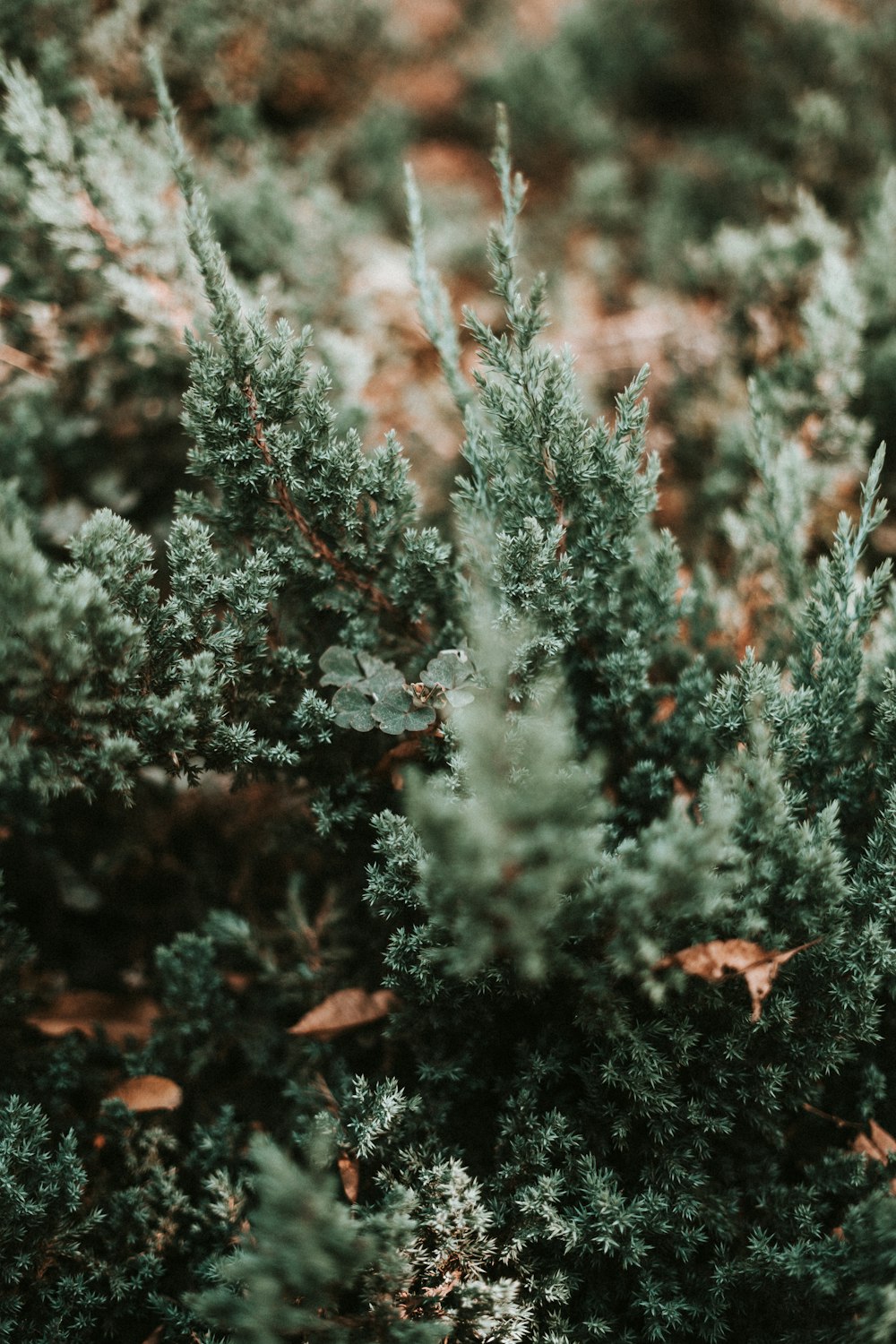 green-leafed trees