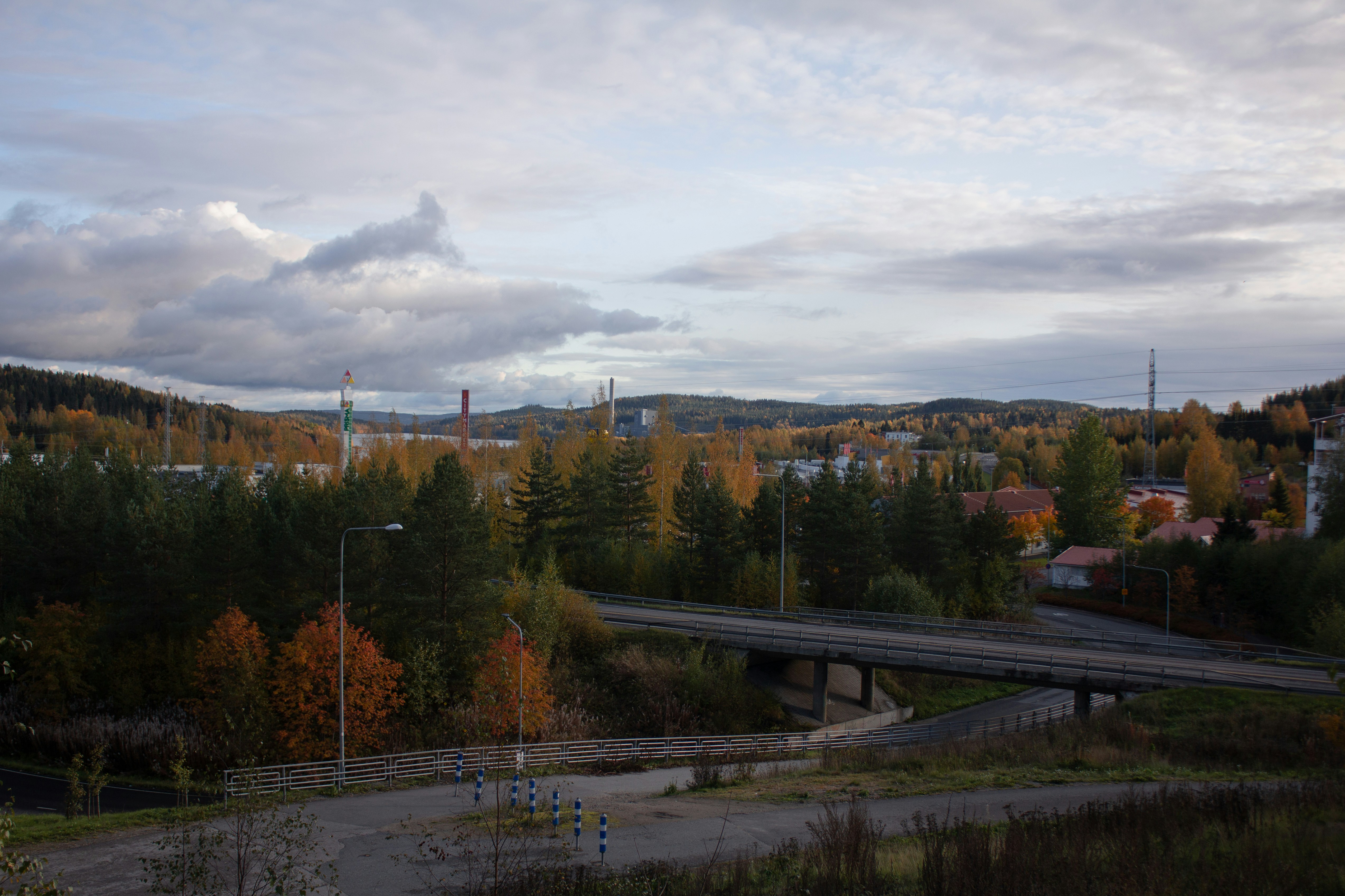 gray concrete road and pine trees