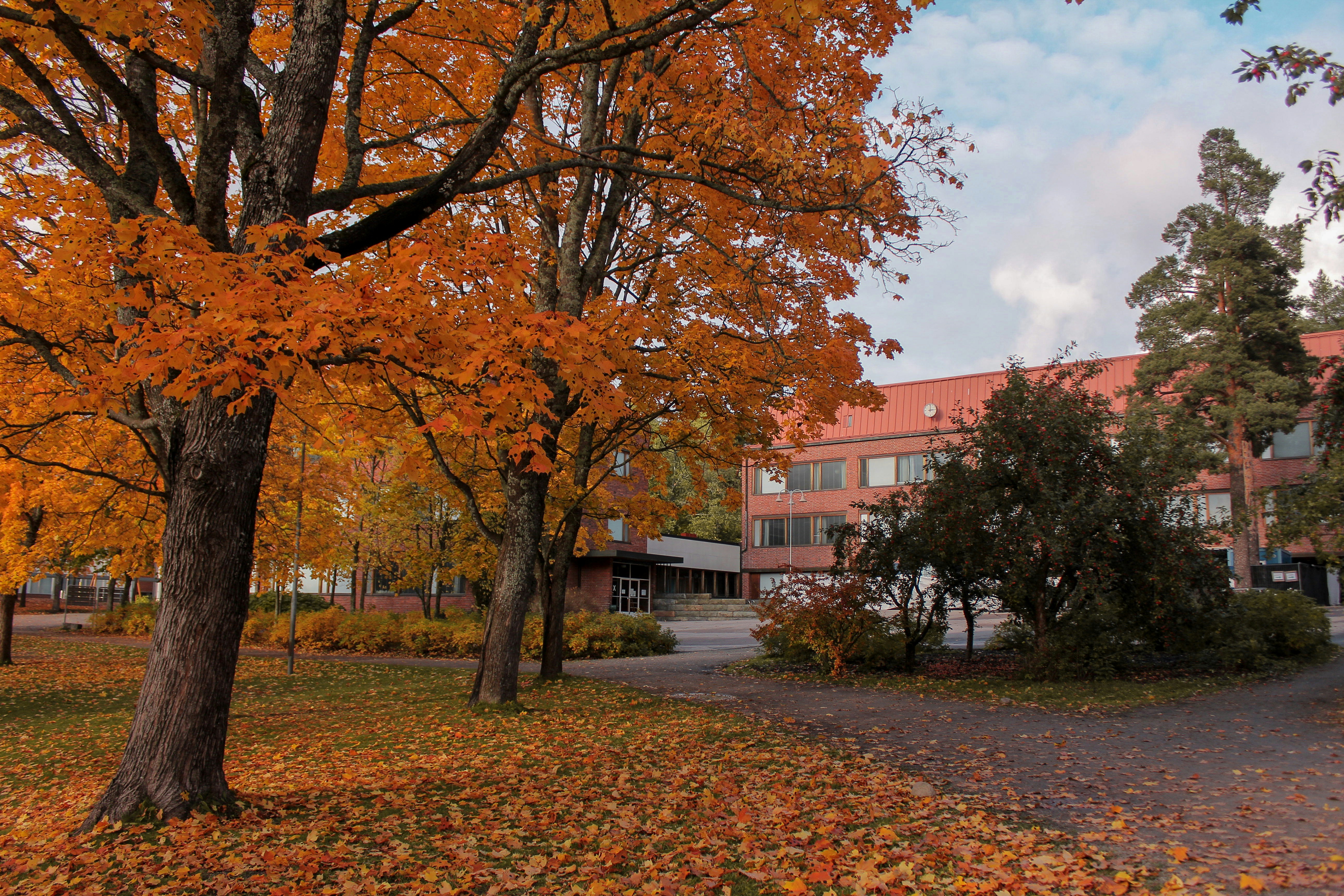 orange leafed tree at daytime