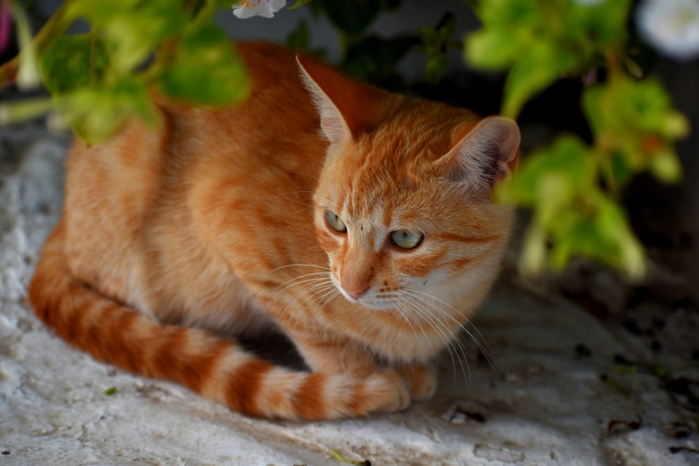 Foto de enfoque superficial de gato naranja