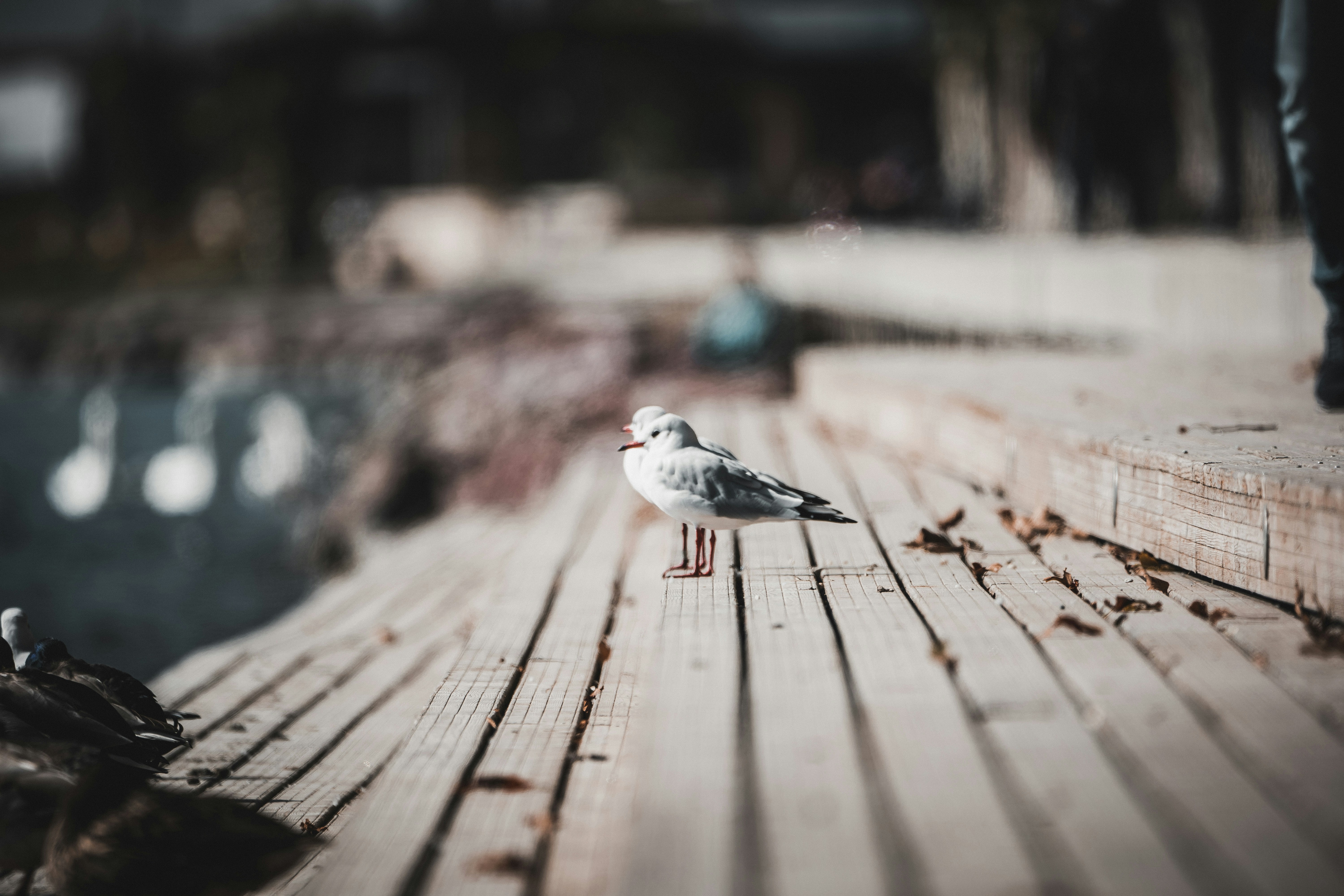 Photo by ballaschottner