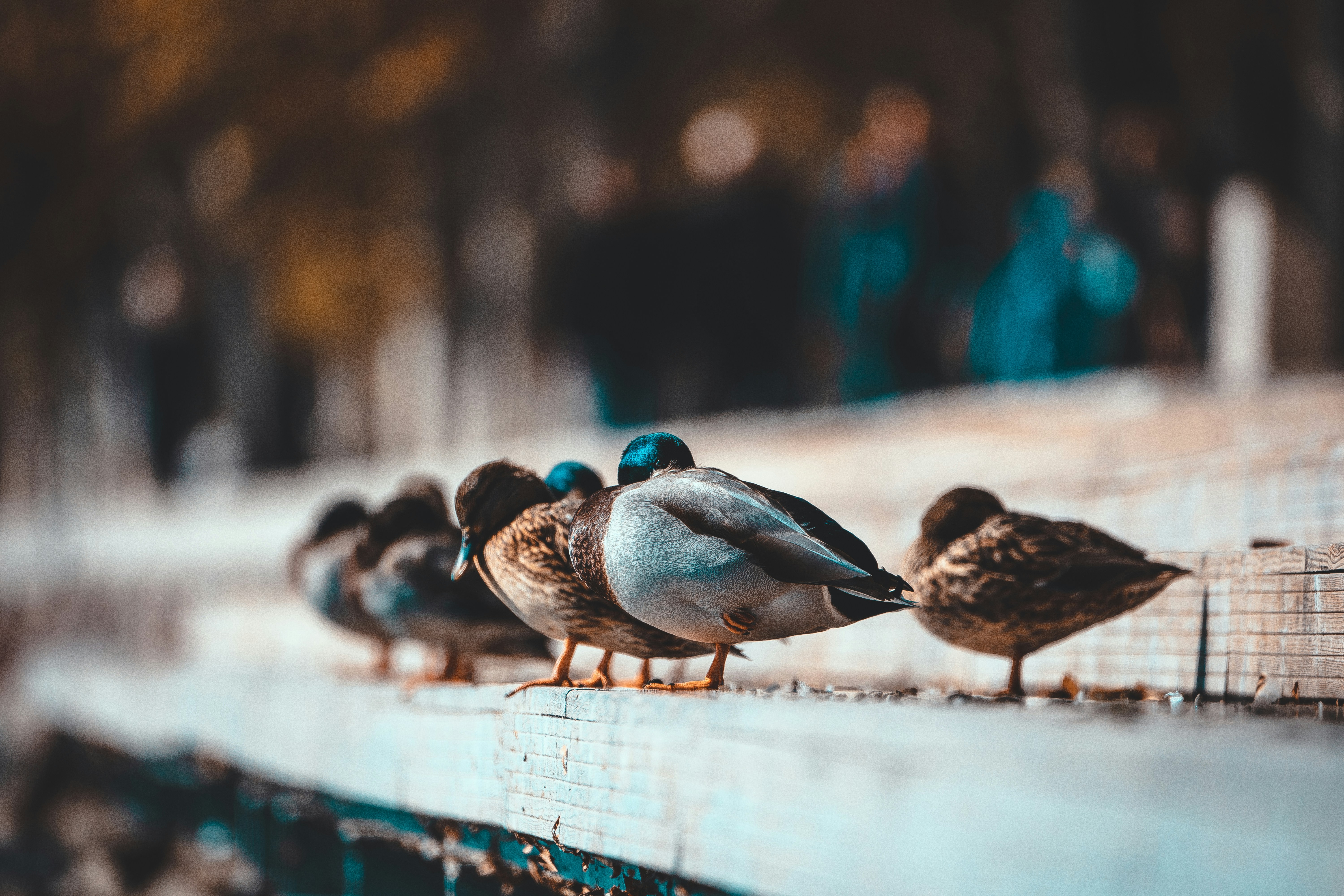 Photo by ballaschottner