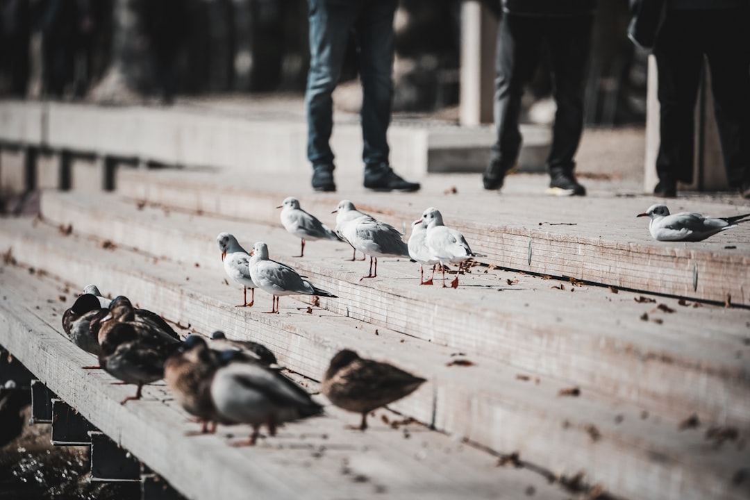 shallow focus photo of white pigeons