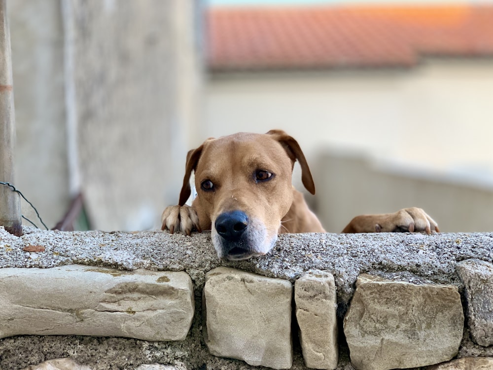 cão marrom de pelo curto encostado na parede