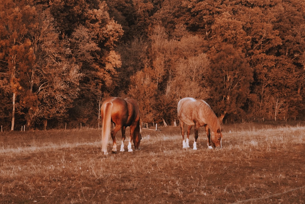 two brown horses during daytime