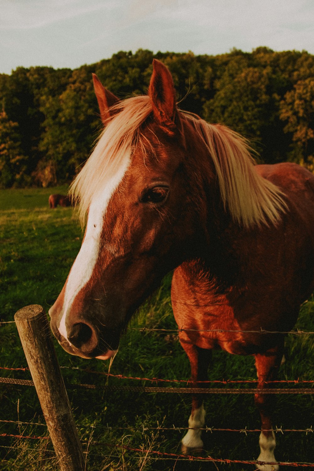 brown horse