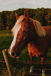 Grey Mare