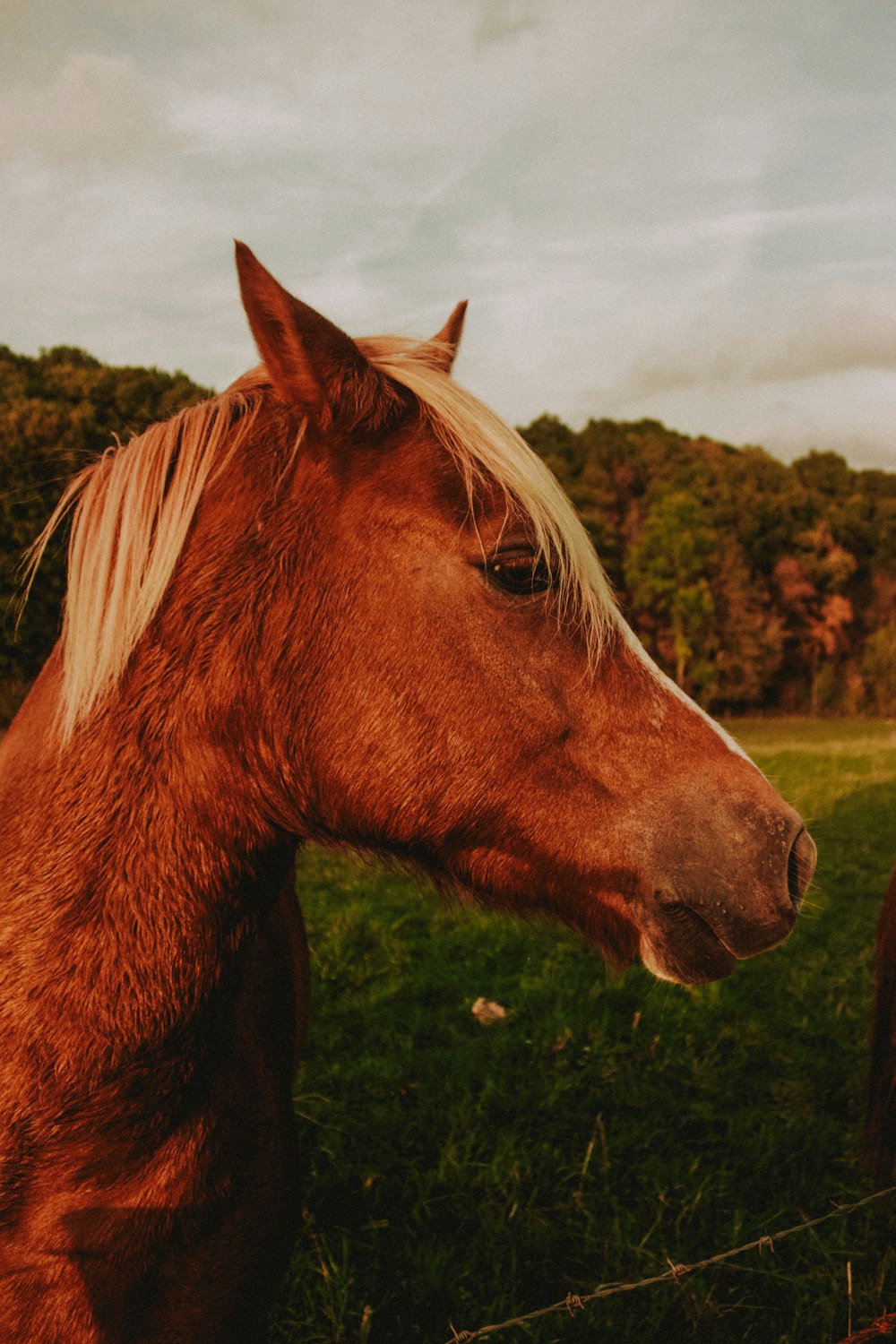 close up photography of horse