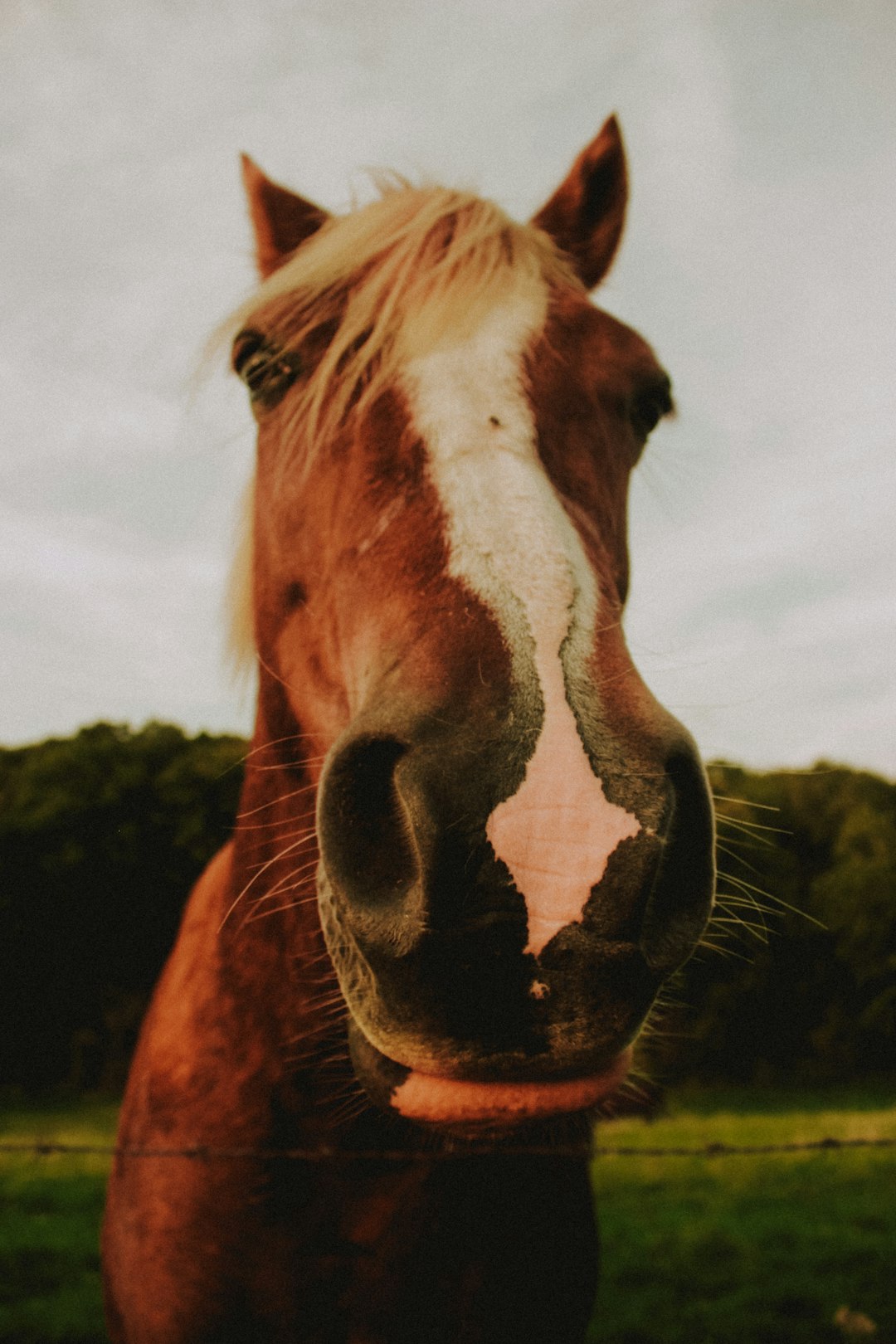 brown and white horse in close-up photography during daytime