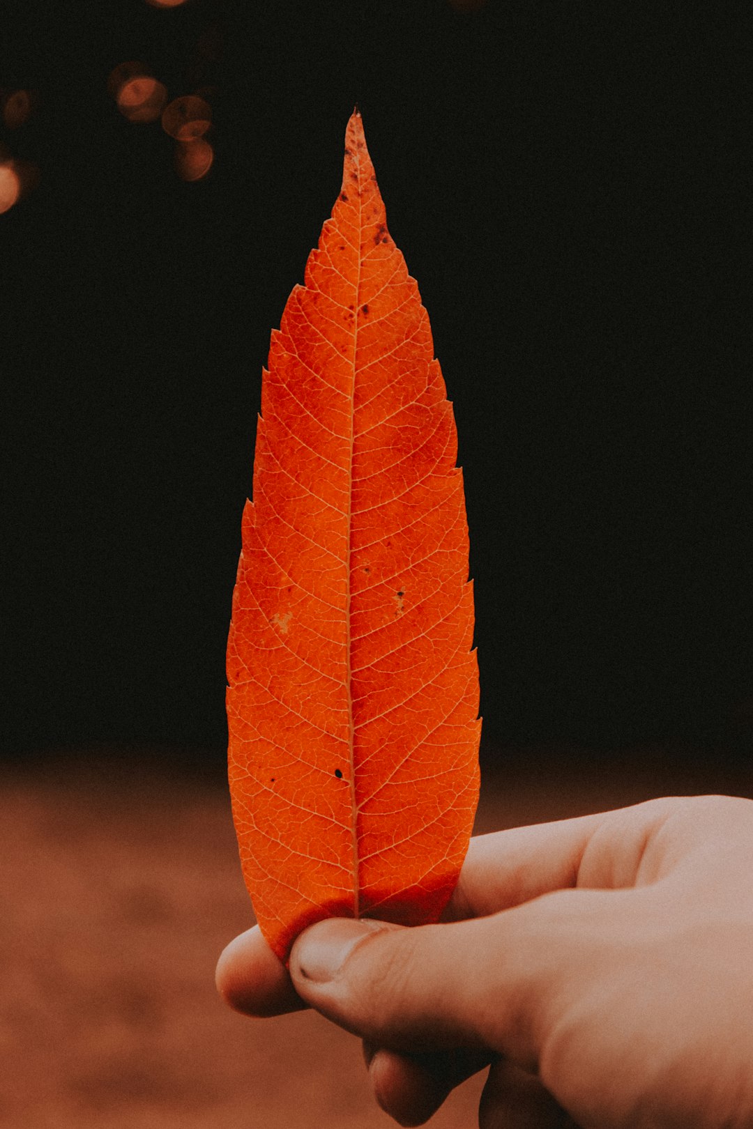 person holding brown leaf